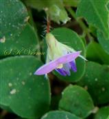   Flower-see upper bifid lip of calyx